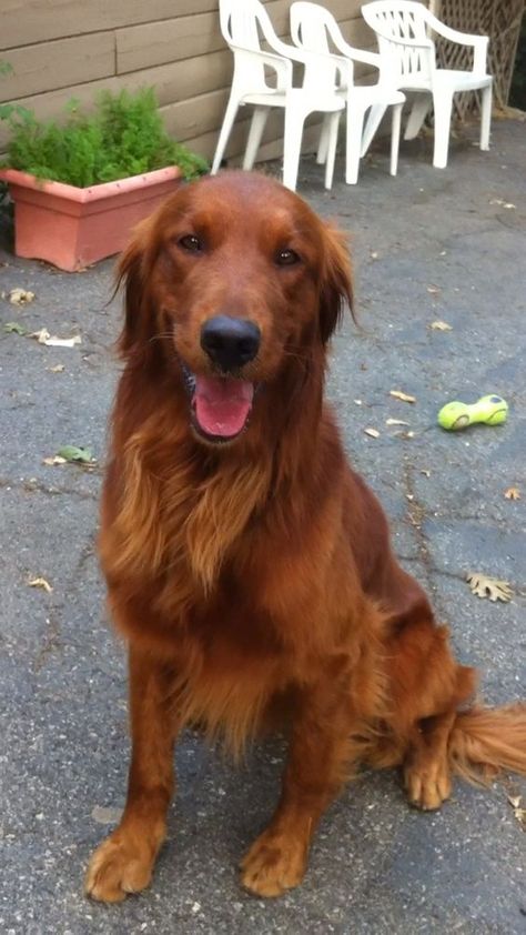 Dark Golden Retriever, Red Golden Retriever, Chien Golden Retriever, Golden Retriever Rescue, Silver Springs, I Like Dogs, Dream Dog, Puppies And Kitties, Dog Party