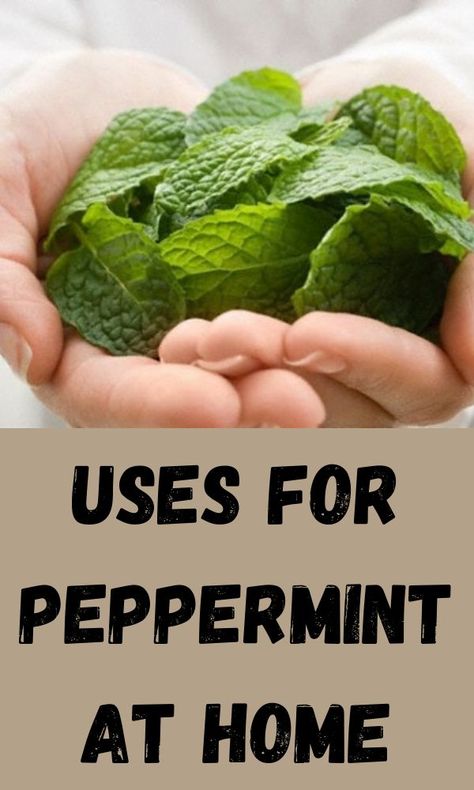 Peppermint Plant, Peppermint Herb, Growing Cilantro, Peppermint Plants, Growing Healthy Hair, Medicinal Herbs Garden, Mint Plants, Backyard Vegetable Gardens, Inside Plants