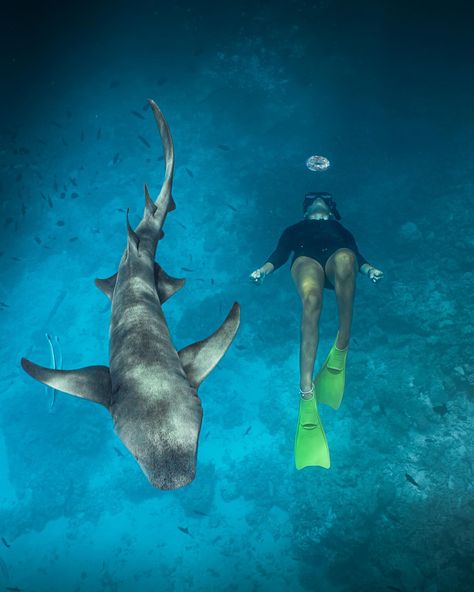 made some new friends in Fulidhoo🩵 Swimming With Sea Animals, My Lucky Numbers, Diving With Sharks, Swim With Sharks, Sharks Swimming, Swimming With Sharks, Extreme Activities, Swimming Underwater, Marine Biologist