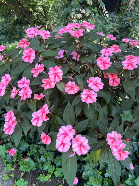 how-to-grow-impatiens-from-cuttings Hate Cold Weather, March Flowers, Impatiens Plant, Things To Keep In Mind, Powdery Mildew, Diy Backyard Landscaping, Root Growth, Plants Indoor, Replant