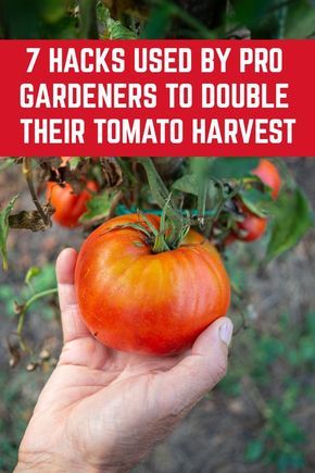 Gemüseanbau In Kübeln, Tomato Harvest, Growing Tomato Plants, Garden Remedies, Vegetable Garden Diy, Astuces Diy, Backyard Vegetable Gardens, Garden Veggies, Garden Help