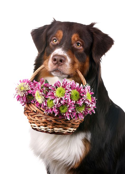 dog flower girl Dog Flower Girl, Morning Wednesday, Kinds Of Dogs, Girl Dog, Puppy Gifts, Dog Flower, Pet Hacks, Beloved Dog, Girl And Dog