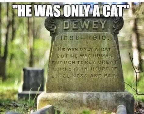 Headstone with cat quote Getting A Kitten, Cat Quote, Cat People, Cat Quotes, Crazy Cat Lady, Beautiful Cats, Cat Life, Cat Photo, Animals Friends