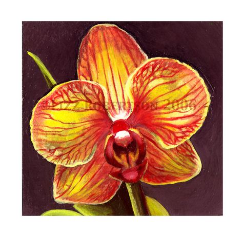 Yellow Orchid Drawing, Orchids Painting, Yellow Orchid, Floral Watercolor Paintings, Exotic Orchids, Beautiful Orchids, Canadian Art, Flower Art Painting, Arte Floral