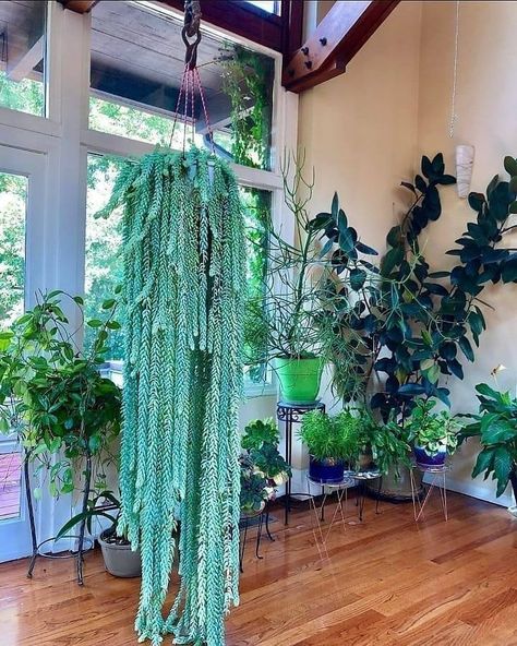 Botanico on Instagram: “Burro's tail for days, wish I could get mine to grow that long!! 📸: @growstuffdaily ━━━━━━━━━━━━━━━━━━ Follow @plant.mugs for more plants!…” Burrows Tail, Lovely Pic, Plant Goals, Best Indoor Plants, Trailing Plants, Plant Decor Indoor, Plant Shelves, All About Plants, House Plant