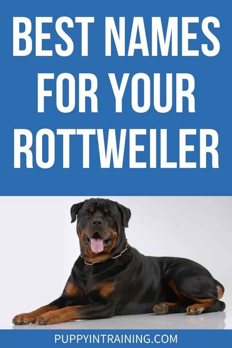 Best Names For Rottweilers - Our Top Picks For 2022 Rottweiler Dog Names, Best Female Dog Names, Rottweiler Care, Rottweiler Names, Beware Of Dog Sign Rottweiler, Rottweiler Facts, Service Dogs Breeds, Dog Breeds That Dont Shed, Cute Puppy Names