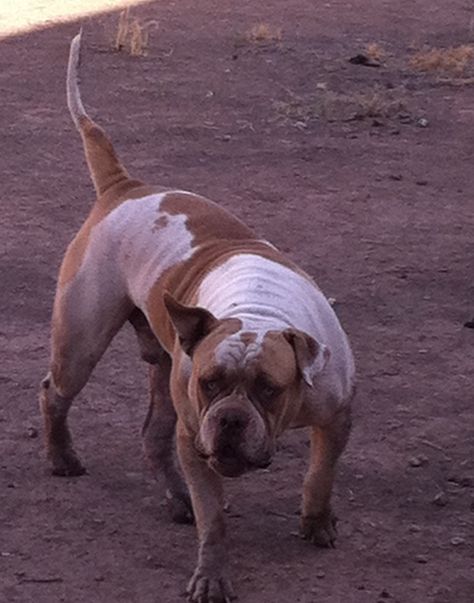 Fluffy the junkyard dog. Junkyard Dog, Dog Pin, Rio Grande, Pin Collection, Animal Pictures, Arizona, Dogs, Animals, Quick Saves