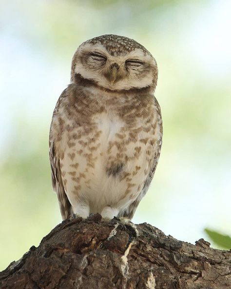 BBC Earth on Instagram: “Dozing off 😴⁣ ⁣ #EarthCapture by @dharamveersinghjodha ⁣ ⁣ The spotted owlet (Athene brama) is a relatively small owl standing at 19-21cm…” Elf Owl, Owl Species, Spotted Owl, Bbc Earth, Small Owl, Wild And Free, The Elf, Bbc News, Owls