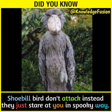 Educational Facts, Shoebill Stork, Youtube Facts, Airplane Tattoos, Psychological Facts Interesting, Krishna Gif, Interesting Science Facts, Scary Facts, True Interesting Facts