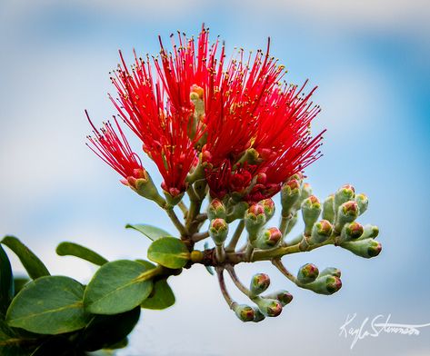 Ohia Lehua Drawing, Ohia Lehua Tattoo, Ohia Lehua Flower, Lehua Flower, Floral Reference, Ohia Lehua, Big Tattoos, Hawaiian Plants, Flower Tat