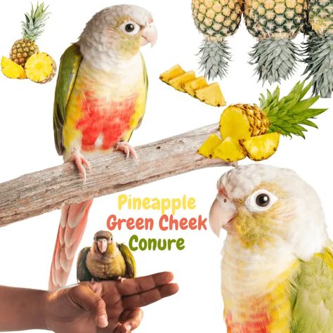 Pineapple Green Cheek Conure Information (With Pictures) Conure Pineapple Conure, Peach Fronted Conure, Sun Cheek Conure, Green Check Conure, Pineapple Green Cheek Conure, Cinnamon Green Cheek Conure, Conure Parrots, Parrot, Pineapple