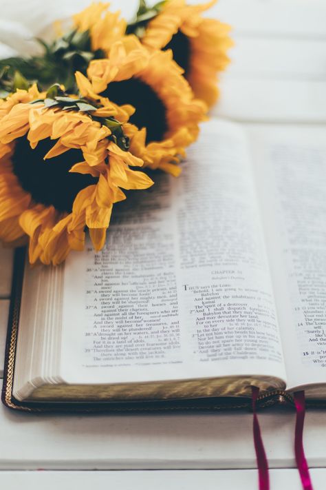 Yellow flower on book page photo – Free Bible Image on Unsplash Free Bible Images, Bible Images, Bible Pictures, Book Flowers, Christian Pictures, Free Bible, Coffee And Books, Books Of The Bible, Happy Colors