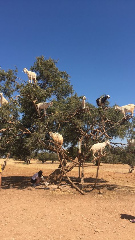 #morocco #goats Moroccan Style, A Tree, Tree House, Ibiza, Morocco, Goats, Beautiful Places, Animals