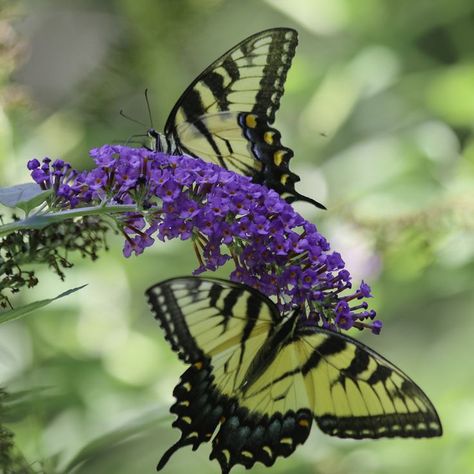 Buddleia (Butterfly Bush) is a magnet for butterflies, as evidenced by these lovely Yellow Swallowtails sharing the sweet nectar. Available in a wide variety of colors, this plant is the perfect addition to any perennial garden. (📷 RStarovich) #RPtransforms #gardening #perennials #summerflowers #butterfygarden Buddleia Butterfly Bush, The Butterfly Garden, Butterfly Bush, Plant Identification, Plant Health, Perennial Garden, Butterfly Garden, The Butterfly, Summer Flowers