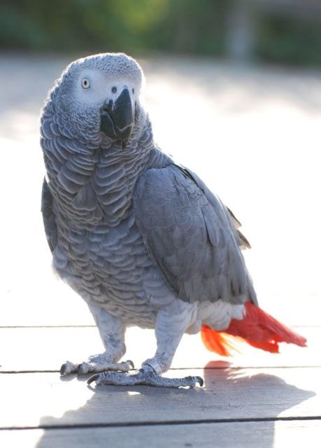 African grey parrot from Gabon. Photo credit Gray Parrot, Congo African Grey, Birds Parrots, Grey Parrot, African Grey Parrot, African Grey, Parrot Bird, Exotic Birds, Pretty Birds