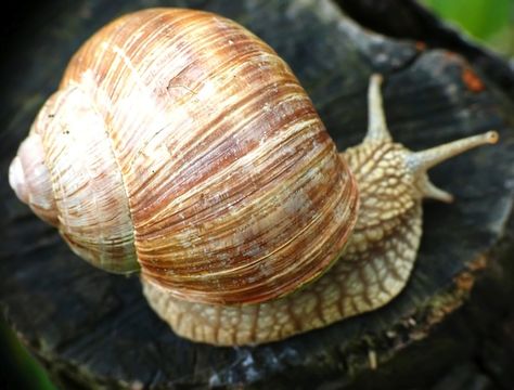 Snail Facts, Roman Snail, Snail Image, Snail Farming, Giant African Land Snails, Pet Snails, Livestock Feed, Farming Business, Livestock Farming