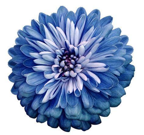 Chrysanthemum blue flower. On white isolated background with clipping path. Clos , #Sponsored, #white, #isolated, #background, #Chrysanthemum, #blue #ad Blue Chrysanthemum, Blue Flowers Garden, Types Of Blue, Chrysanthemum Tattoo, Flower Reference, Blue Flower Wallpaper, Flower Tapestry, Scrapbook Flowers, Navy Blue Flowers