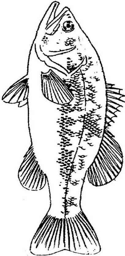 Embroidery Fish, Fish Stencil, Fish Coloring, Fish Quilt, Fish Coloring Page, Bass Fish, Fish Pattern, Wood Burning Patterns, Fish Drawings