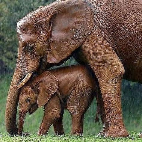 Elephants Land on Instagram: “"I will always protect you"❤❤😍😍🐘🐘 Tag someone who needs to see this ❤❤❤ - - - - Credit: DM us . - - - - - #elephant #elephants #wildlife…” Elephant Photography, Elephants Photos, Save The Elephants, Mama Elephant, Elephant Lover, Elephant Love, African Elephant, Animal Planet, Animal Photo