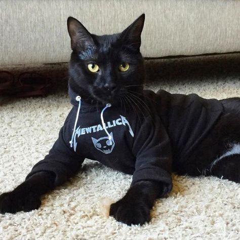 Cats in Hoodies Might Be The Cutest Thing Ever - I Can Has Cheezburger? Punk Cats, A Black Cat, Cat Fashion, Cat Costumes, Drink Milk, Cat Clothes, Beautiful Cats, Crazy Cats, Cat Love