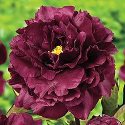 Peony. 'Black Beauty' Spring Hill Nursery, Planting Peonies, Paeonia Lactiflora, Flowers Peonies, Sun Perennials, Peonies Garden, Sun Plants, Flower Gardening, Favorite Flowers