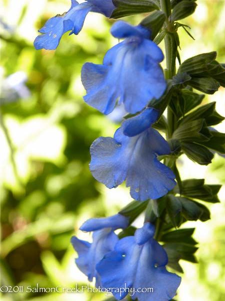 Salvia azurea ‘Nekan’ at Digging Dog Nursery Salvia Azurea, Zone 5 Plants, Hummingbird Habitat, Sky Blue Flowers, Digging Dogs, Dog Nursery, Backyard Landscape, Edible Landscaping, Blue Garden