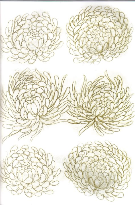 PDF VOLUME 1 Chrysanthemum Drawing, House Tattoo, Flower Tat, Japanese Flower Tattoo, Chrysanthemum Tattoo, Flower Art Drawing, Flower Sketches, Floral Drawing, Desenho Tattoo