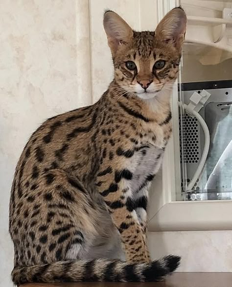 Serval Cat Aesthetic, Savannah Cat Aesthetic, Savanna Cat, Exotic Cat Breeds, Largest Domestic Cat, Large Domestic Cat Breeds, Cat Races, Savannah Kitten, Savannah Cats