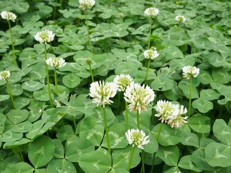 white clover flowers field green shutterstock_101029477 Summer Quotes Instagram, Burning Bay Leaves, Clover Field, Men Stone Bracelet, Ib Art, Dandelion Yellow, Garden Life, Lime Soda, Mother Plant