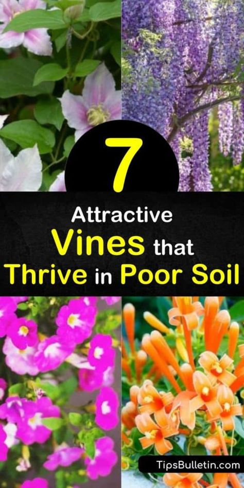 Learn how to grow beautiful vines in poor soil by giving your climbing plants a good start. Fill a fence with a trumpet vine creeper, and grow honeysuckle over a trellis in full sun and enjoy orange, pink, and white flowers. #vinesforpoorsoil #growingvines #poorsoil #vines #plants #gardening Full Sun Vines Trellis, Pink Trumpet Vine, Trumpet Vine Trellis Ideas, Grow Honeysuckle, Vines Trellis, Climbing Flowering Vines, Garden Bushes, Trumpet Vines, Vine Fence