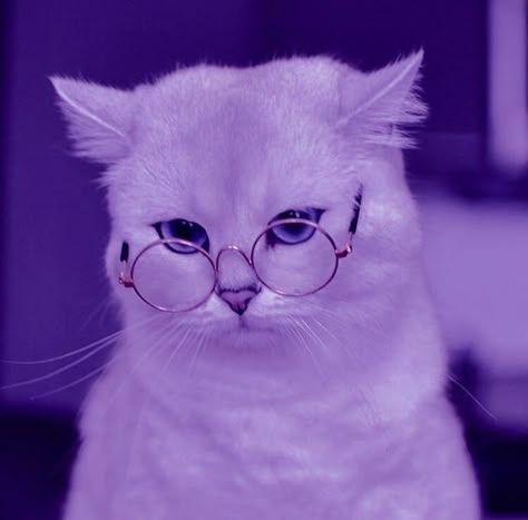 Wallpaper Gatos, Cat Profile, Funny Cat Wallpaper, Purple Animals, Image Swag, Cat Themed Gifts, Cute Cat Wallpaper, Cute Cats Photos, Purple Cat