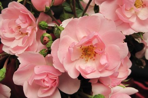 Bonica Bonica Rose, Landscape Roses, Landscaping With Roses, Shrub Roses, South Australia, Disease, Roses, Australia