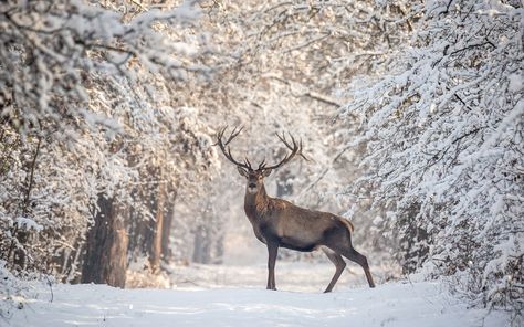 Deer Skull Tattoos, Happy New Year Wallpaper, Color Splash Photography, Splash Photography, New Year Wallpaper, Happy Winter, Pc Wallpaper, Winter Nature, Winter Animals