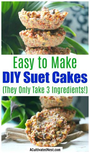 Chicken Suet Cakes, Diy Birdseed Cakes, Bird Seed Cakes How To Make, Homemade Squirrel Food, Suet Bird Feeder Diy, How To Make Bird Suet Recipe, Glass Bird Feeders Diy, Diy Bird Suet Cakes, Squirrel Food Diy