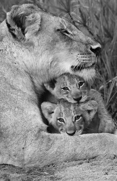 3 Lion Cubs, Lion Cubs Playing, Cubs Wallpaper, Lioness And Cubs, Cubs Tattoo, Lion Couple, Lion Cubs, Lion Family, Lion Photography