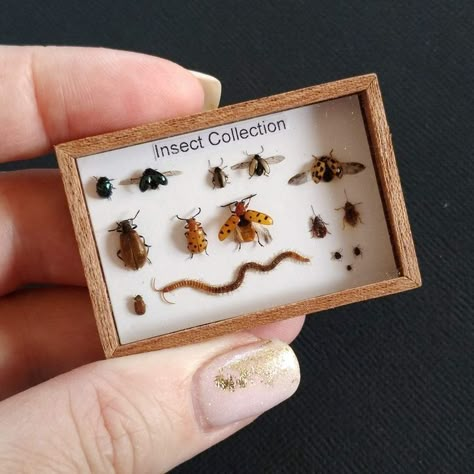 Insect Room Decor, Insect Collection Display, Pinned Bug Display, Unique Taxidermy, Curiosities Cabinet, Insect Box, Taxidermy Display, Insect Taxidermy, Bug Collection