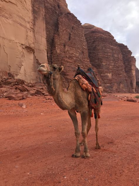 Petra Jordan Aesthetic, Jordans Aesthetic, Jordan Country, Petra Jordan, Desert Travel, Wadi Rum, Travel Tourism, Travel Inspo, Travel Bucket List