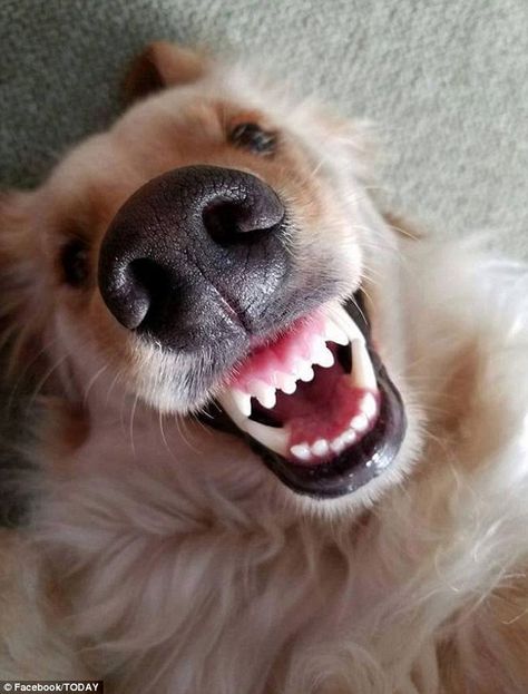 Happy: Dog owners have shared  pictures of their happy dogs after this photo  of Logan went viral Happy Dogs Funny, Happy Dog Quotes, Dog Emotions, It Is Friday, Dog Mothers Day, Animal Noses, Laughing Face, Dog Day Afternoon, Goofy Dog