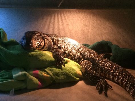 Fluffy (Argentine Tegu) making his blankets looks so so comfortable at Reptile Rapture. www.reptilerapture.net Tegu Enclosure, Tegu Lizard, Bearded Dragon Terrarium, Lizard Tank, Pet Lizards, Cute Lizard, Cute Reptiles, Reptile Enclosure, Dinosaur Crafts