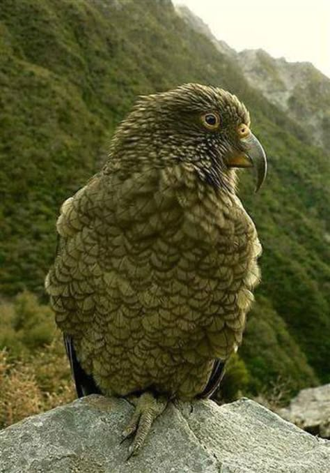 Kea Parrot | Nestor notabilis …  https://pin.it/5ALvc9T0u Kea Parrot, New Zealand Animals, Kea Bird, Nz Birds, New Zealand Birds, Beautiful New Zealand, New Zealand Art, Some Beautiful Pictures, Rare Birds