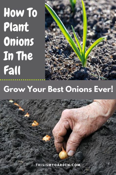 Top image of green onion foliage that is growing through the ground in a garden. Bottom image of a hand placing a small onion set in a row of other onion sets that are being planted in a garden. From thisismygarden.com. Planting Onions Bulbs, How To Plant Onions, Onion Planting, Plant Onions, Planting Onion Sets, When To Plant Garlic, Raised Garden Beds Diy Vegetables, Growing Vegetables In Pots, Growing Onions