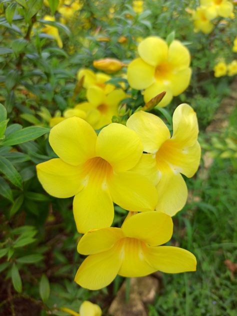 Scientific Name - Allamanda Cathartica Alamanda Flower, Yellow Bell Flowers, Ornamental Shrubs, Trumpet Vine, Corn Plant, Indian Home Design, Scientific Name, Flower Yellow, Flowers Gif