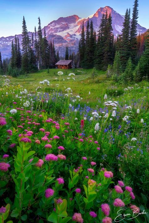 Erwin Buske - 03/08/23  Mt. Rainier National Park. • Washington, United States • My Mountain Meadow Home Washington State National Parks, My Rainier, Rainer National Park, Pnw Trip, Mt Rainer, Washington Trip, Mountain Meadow, Mt Rainier National Park, Oregon Washington