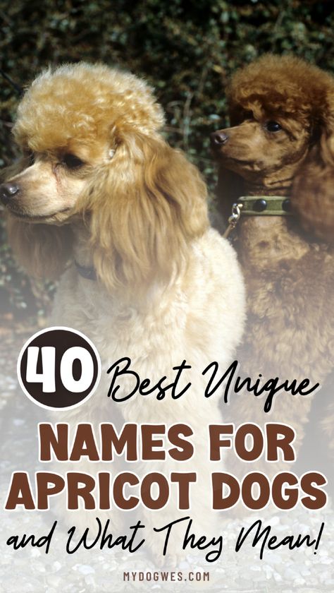 Discover unique names for apricot-colored dogs and the special meanings behind them. This guide provides a selection of beautiful and meaningful names that highlight your dog’s stunning coat color and personality. Whether you’re looking for names inspired by nature, culture, or simply the shade of their fur, these ideas will help you find the perfect fit. Give your apricot dog a name that’s as unique and lovely as they are. Southern Dog Names, Cool Pet Names, Dogs Names List, Funny Dog Names, Cute Animal Names, Popular Dog Names, Cute Puppy Names, Cute Cat Names, Girl Dog Names