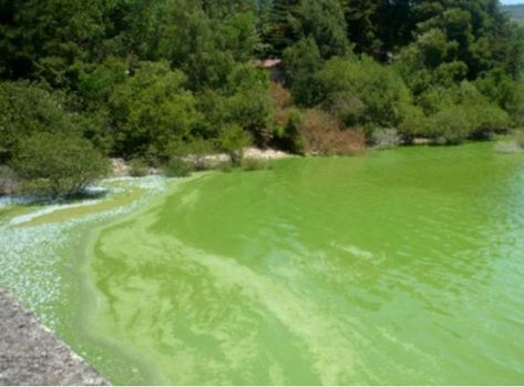 En este caso no hay fotográfias de peces u otros animales muertos, porque ya no hay vida en el lago.
El pasado 8 de agosto, la Consellería de Sanidade de la Xunta volvió a decretar el nivel 3 de contaminación -el máximo- en As Conchas y cerró las playas fluviales de Golf Courses, Golf