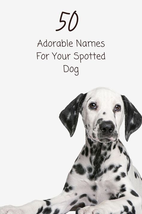 Is your new pup as unique as a 'Mochi' or as playful as 'Bubbles'? 🌟 

Explore our list of 50 delightful names for spotted dogs and find the perfect match for your four-legged friend's personality Dalmatian Name Ideas, Witchy Names, Boy Dog Names, Nature Names, Girl Dog Names, Female Dog Names, Spotty Dog, Spotted Dog, Puppy Day