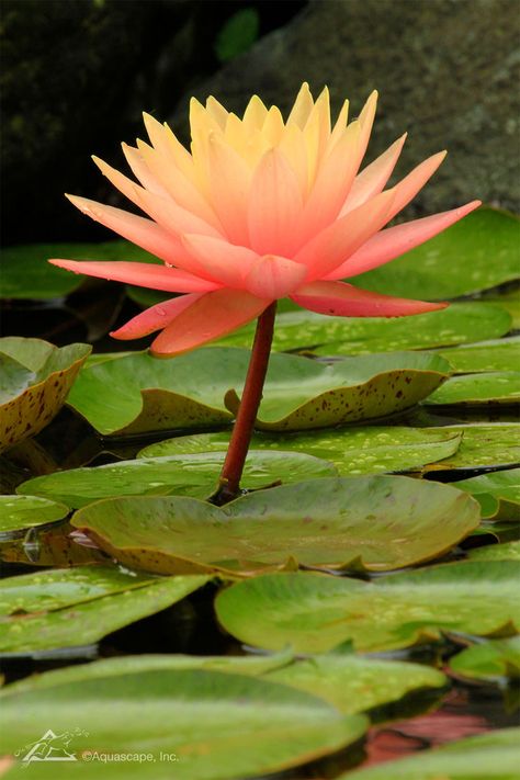 Waterlilies and other aquatic plants look so marvelous. The more we're around them, the more curious we become. If you have questions about aquatic plants, check out this article. Aquatic Flowers, Pond Plants, Flower Gardens, Aquatic Plants, Water Lilies, Ecosystem, Water Garden, Native Plants, Wisconsin