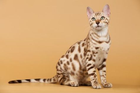 Bengal Cat Breed Information Feline Drawing, Feline Reference, Cat Detective, Gato Bengali, Bengal Cat Kitten, Bengal Cat For Sale, Warrior Cats Oc Ideas, Animal Farming, Spotted Cats