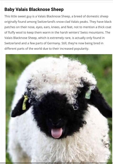 Sheep Human Hybrid, Valias Black Nose Sheep, Sheep Reference Photo, Black Nose Sheep, Black Nose Valais Sheep, Blacknose Sheep, Valais Blacknose, Valais Blacknose Sheep, Black Nose Sheep Valais