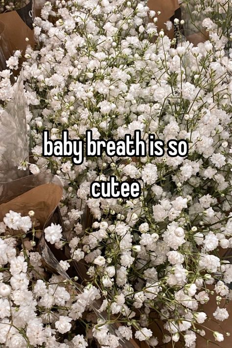 its sooo cute and pretty <33 || #baby_breath #whisper Baby Breaths Flower, Baby Breath Flower, Pretty Flowers Pictures, Babies Breath, Boquette Flowers, Baby Breath, Nothing But Flowers, Baby S Breath, Flower Therapy